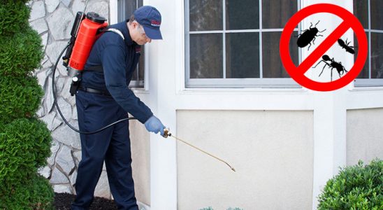 Tirebolu Kene İlaçlama böcek ilaçlama ve haşere kontrolü — ilaclama-tr.com